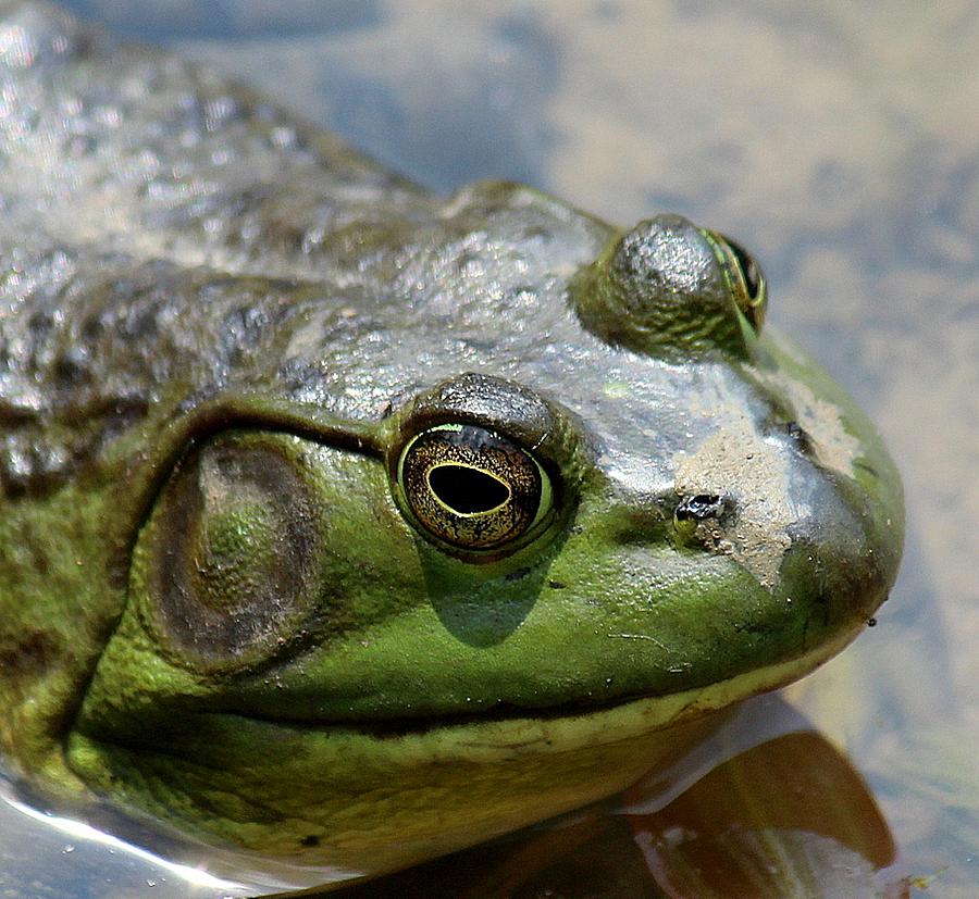 Visual Perception Of Frogs