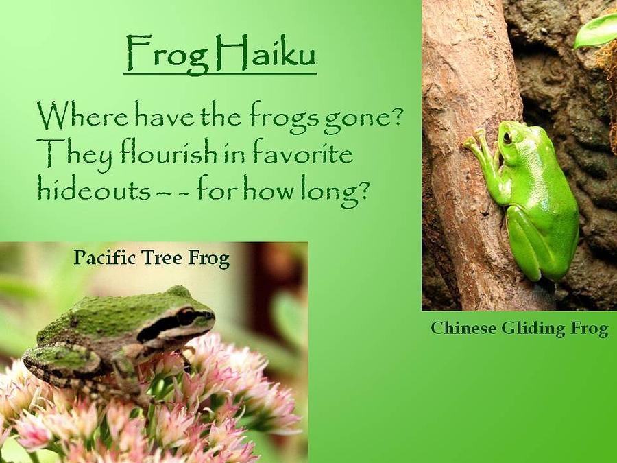 Amphibians Photograph - Frog Haiku by Laurel Talabere