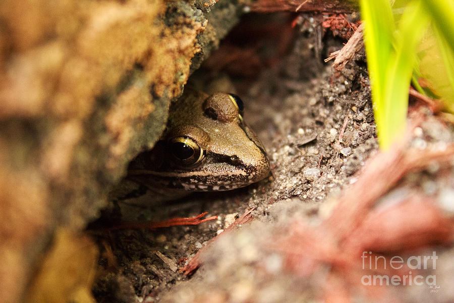 Where Do Frogs Hide? : How to Find a Lost Frog in Your House – JIIVCI
