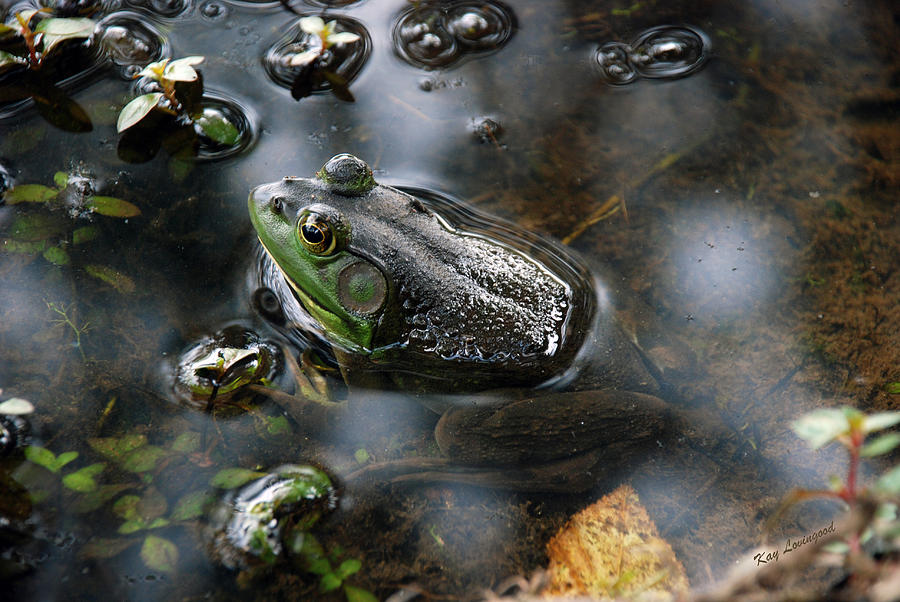Frog in the Millpond Photograph by Kay Lovingood