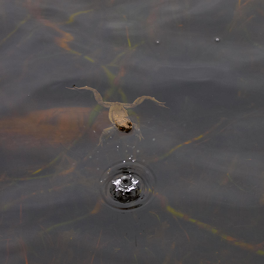 Nature Photograph - Frog in the rain by Jouko Lehto