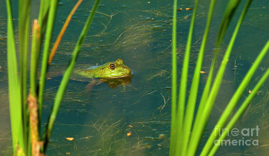 Frog In The Reeds Photograph