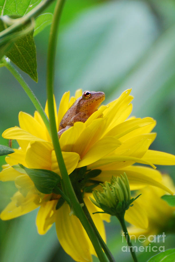 Frog in Yellow Flower Photograph by Lila Fisher-Wenzel