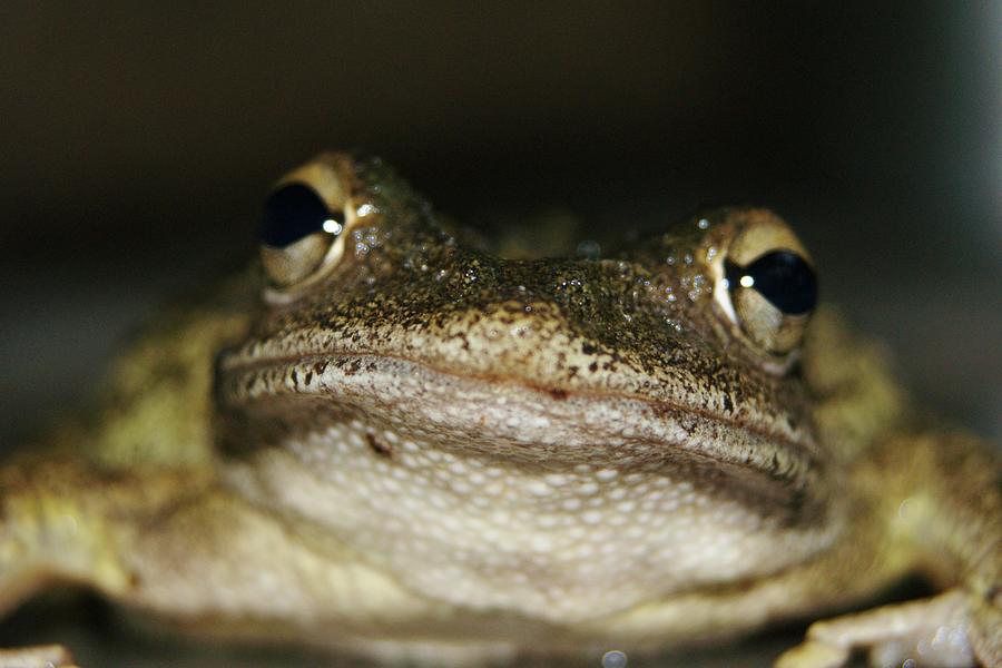Frog Lips  Photograph by Lynda Dawson-Youngclaus