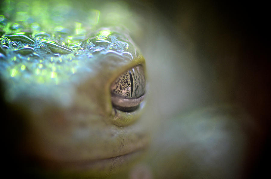 Frog Macro Photograph by Catherine Murton