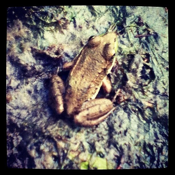 Nature Photograph - #frog #nature #animal #water #brown by Amber Campanaro
