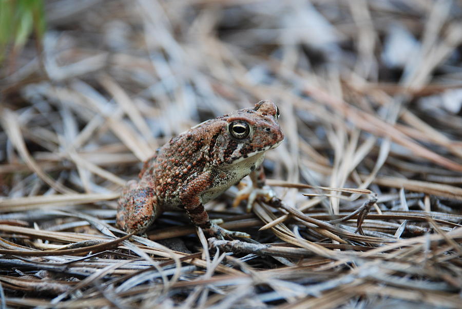 Frog Of Pain Photograph by Devin Rader - Pixels