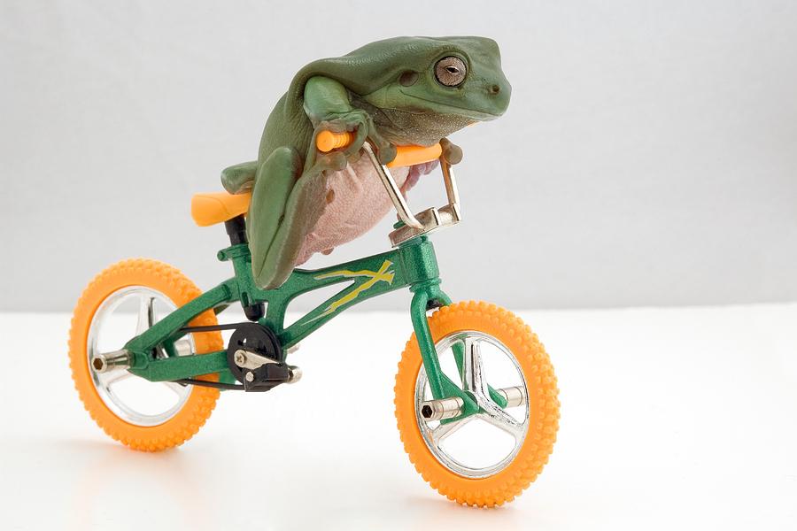Frog On A Bicycle Corey Hochachka 