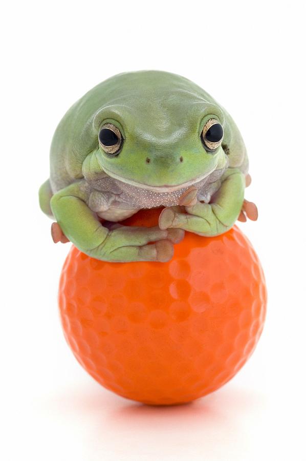 Animal Photograph - Frog On A Golf Ball by Corey Hochachka