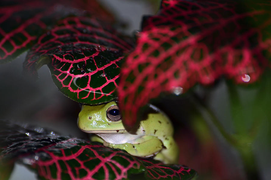 Frog on a Leaf Photograph by Lori Tambakis