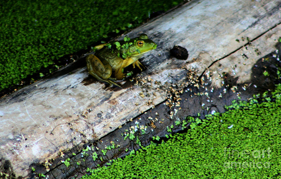 Frog on a Log Photograph by Nick Gustafson
