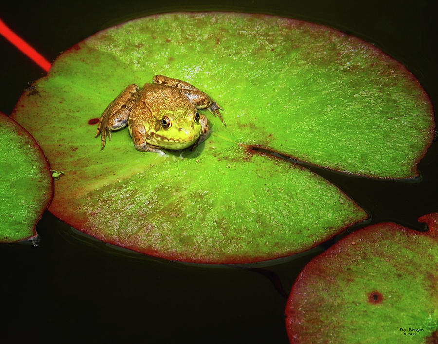 Frog on Lily Pad Photograph by Peg Runyan