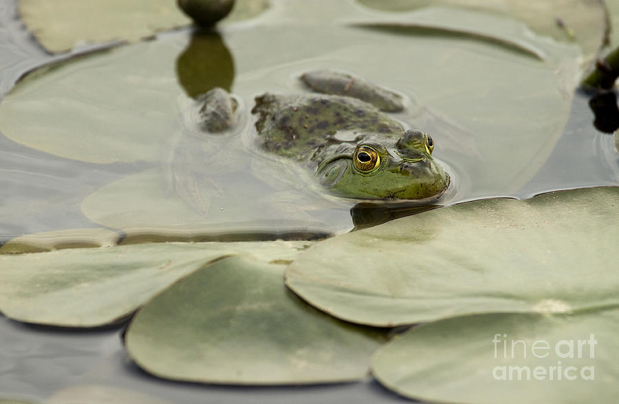 Frog on Lily Pads  Photograph by Jeannette Hunt