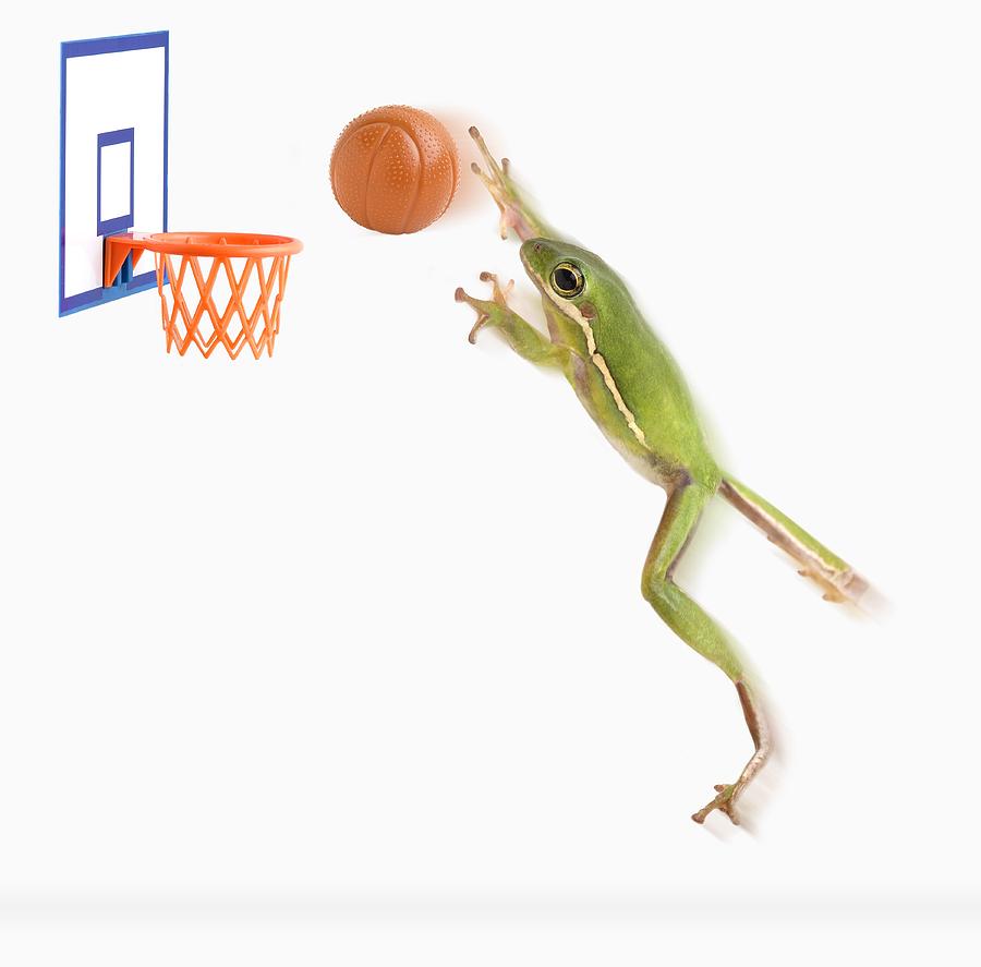 Basketball Photograph - Frog Playing Basketball by Corey Hochachka