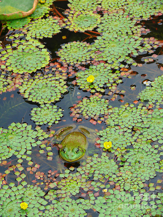 Frog Pond Photograph by Jeanne  Woods