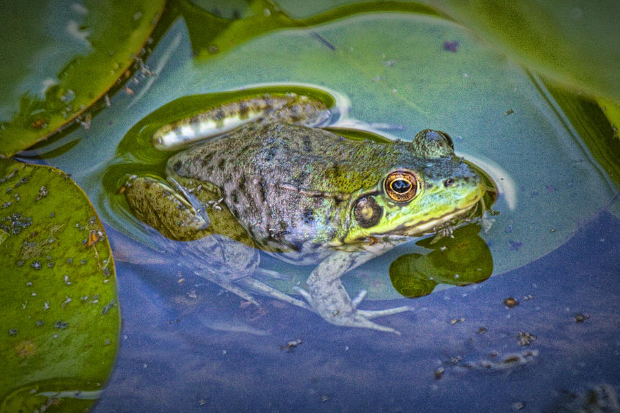 Frog Resting On A Lily Pad Photograph