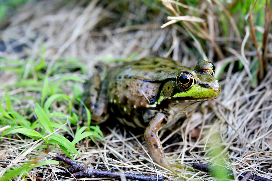 Frog Ribbit Photograph By Trevor Dobrowsky