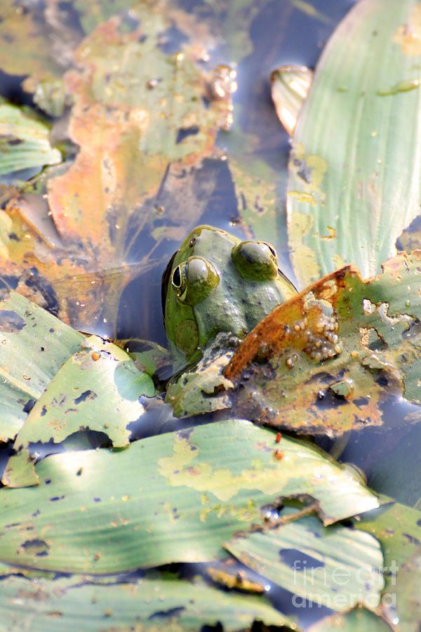 Nature Photograph - Frog by Rick Rauzi