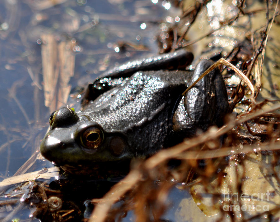 Frog Photograph by Ronald Grogan