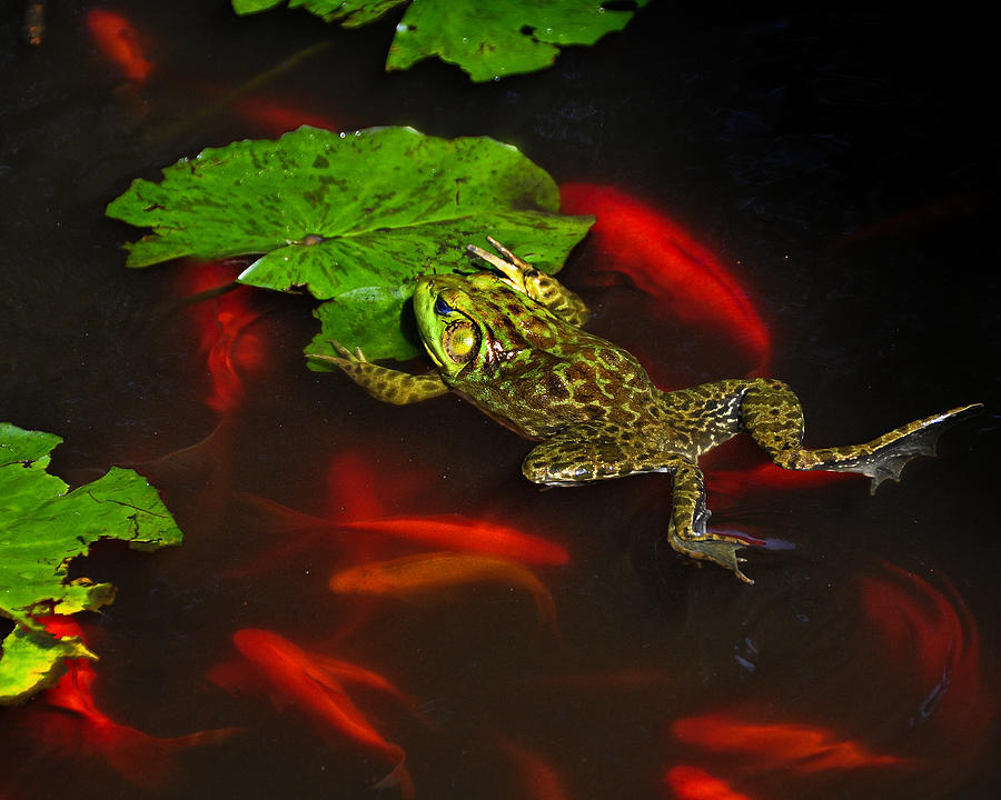 Frog Photograph by Roni Chastain