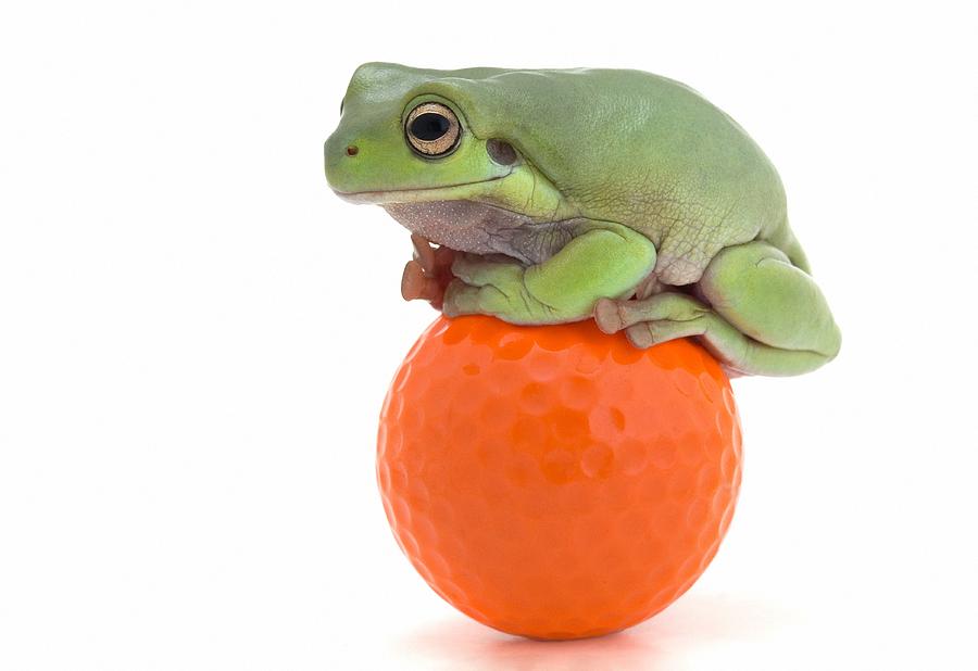 Golf Photograph - Frog Sitting On A Golf Ball by Corey Hochachka