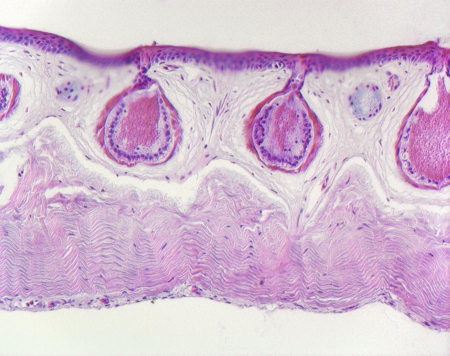 Frog Skin Microscope