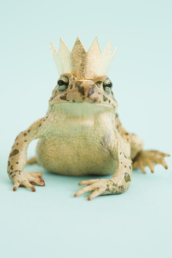 Королевская жаба. Король лягушка. Жаба Король.