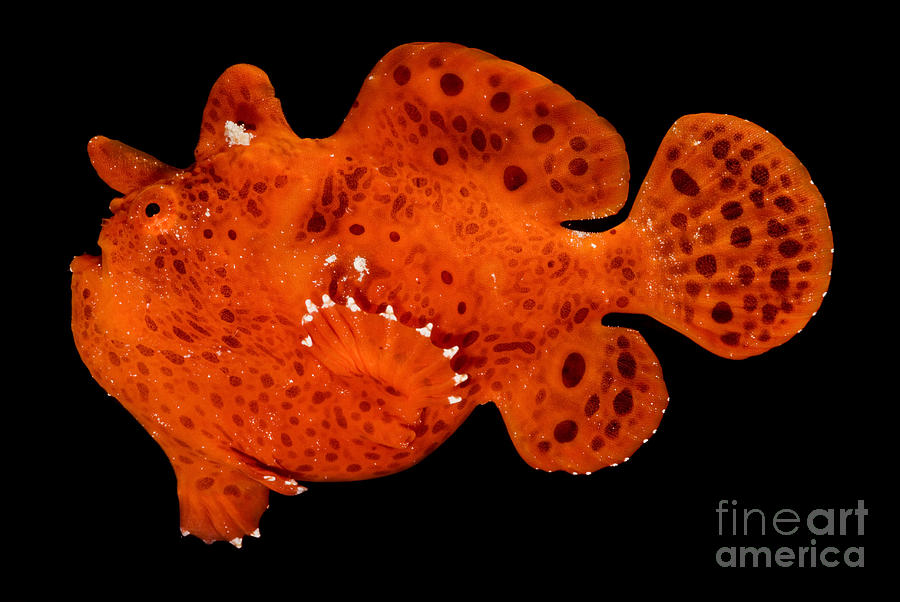 Frogfish Photograph by Dante Fenolio