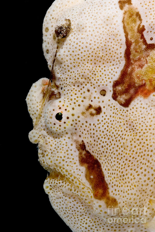 Frogfish Face Photograph by Dant Fenolio