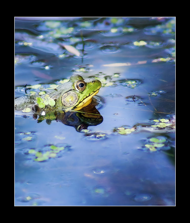 Nature Photograph - Frogger by Vincent Dwyer