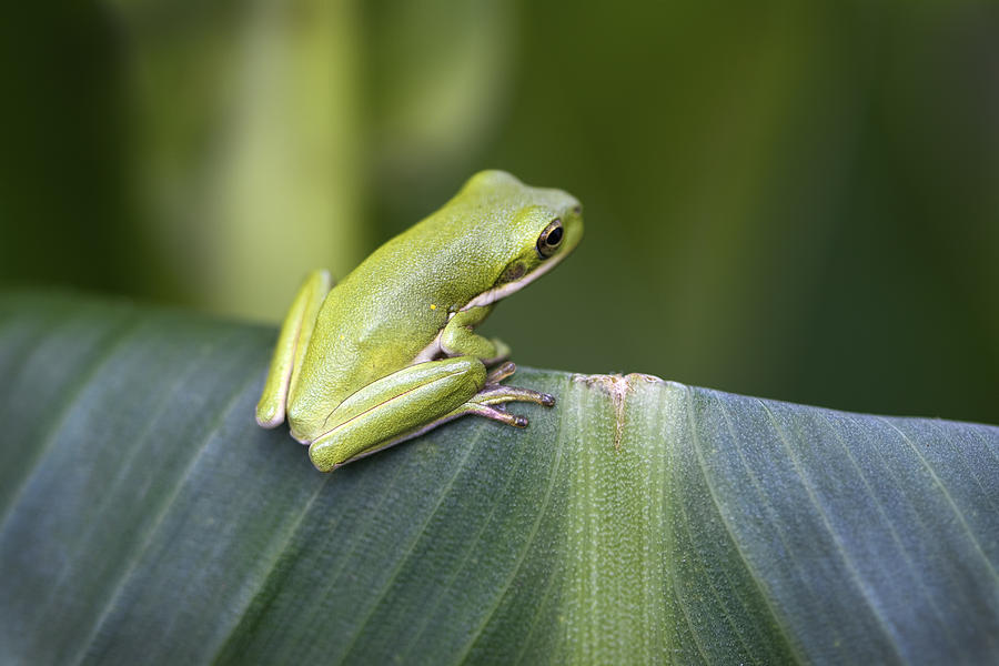Froggie on a Leaf Photograph by Kathy Clark