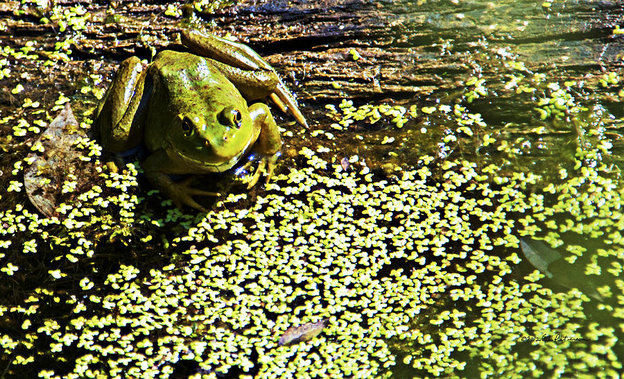 Froggy Pond Photograph by Ed Peterson