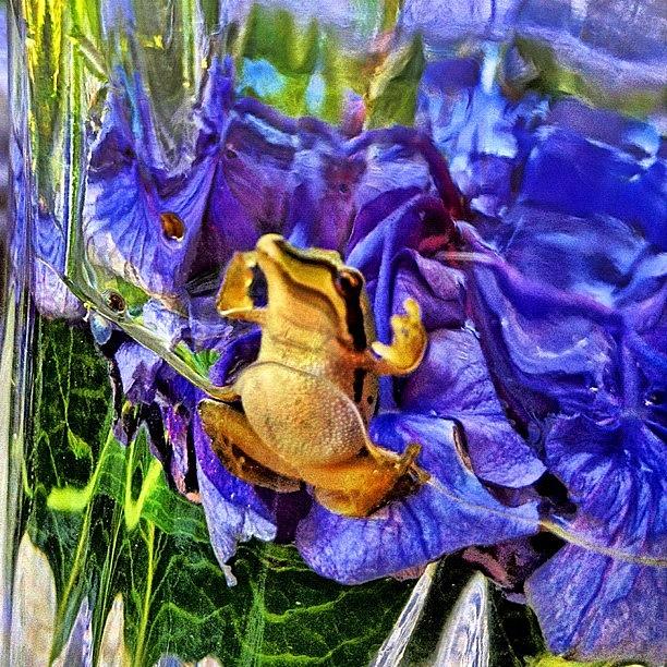 Flowers Still Life Photograph - Froggys Duck by Rita Frederick