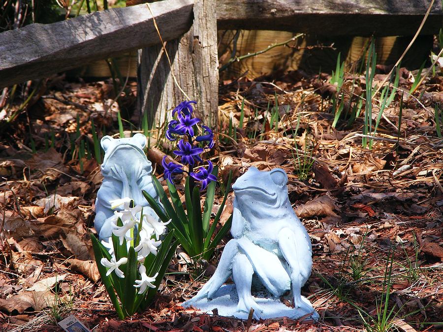 Frogs n Hyacinths Photograph by Margie Avellino
