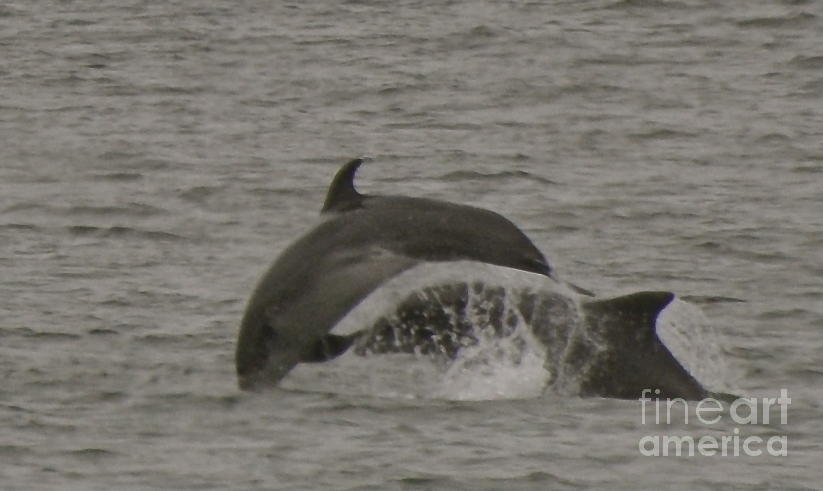 Frolicking Photograph by Johanne Peale