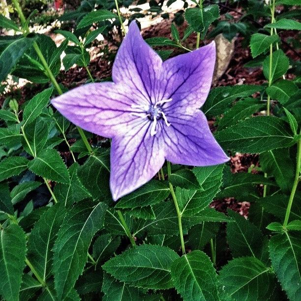 Flower Photograph - From My Walk This Morning - #flower by Tyler McCall