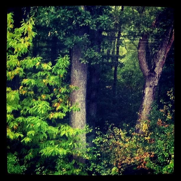 Tree Photograph - From My Window~ #trees by Lia Kent