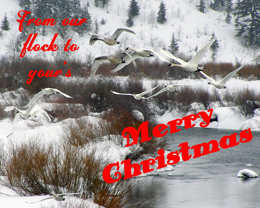 From Our Flock To Yours Photograph by DeeLon Merritt