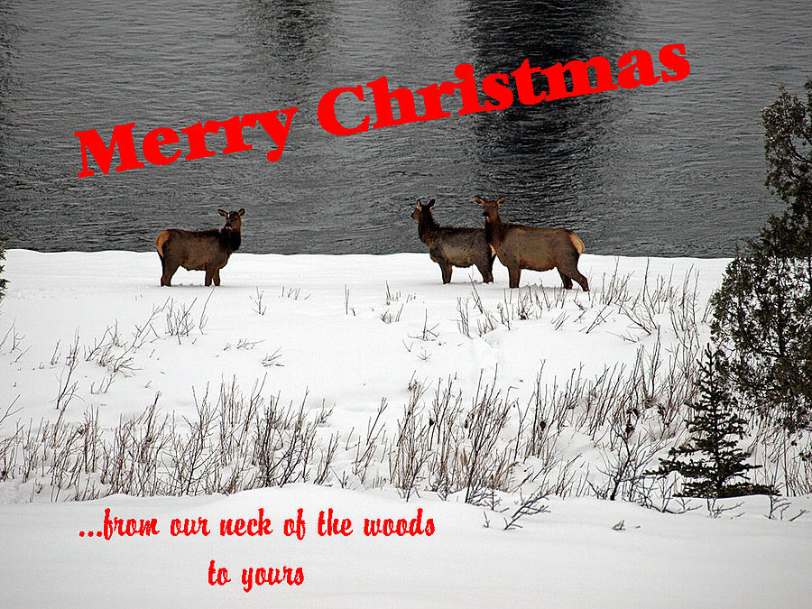 Christmas Photograph - From Our Neck Of The Woods 5 by DeeLon Merritt