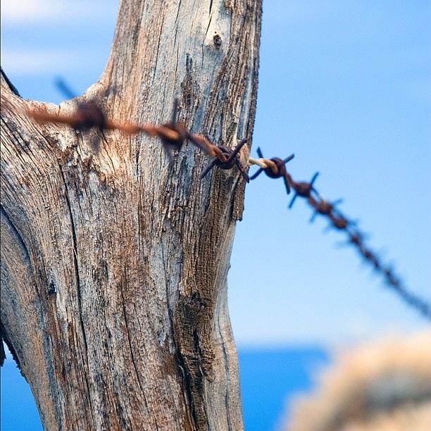 Farm Photograph - From The Archive: Hawaii Barbed Wire by Christopher Hughes