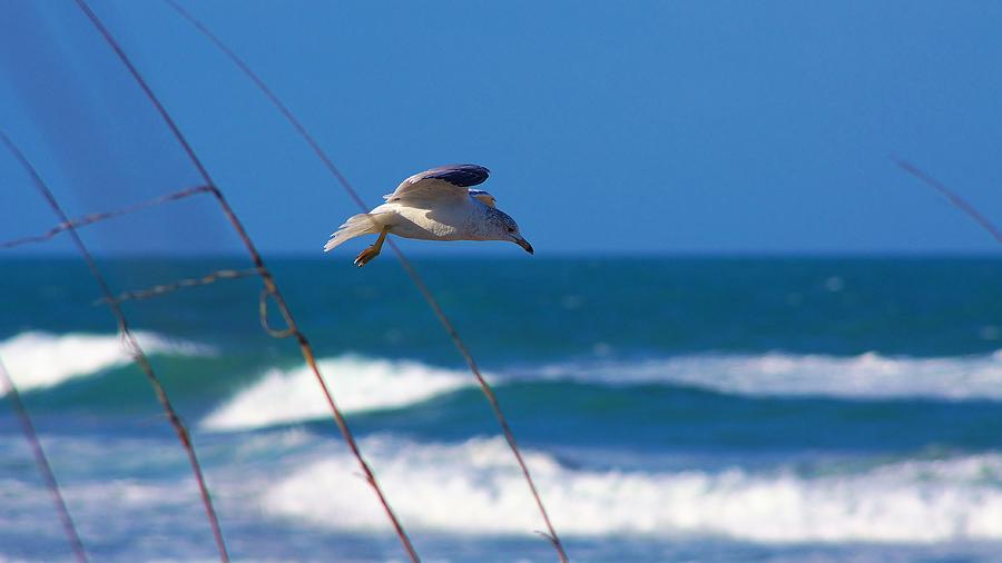 Seagull Photograph - From The Dunes by Don Youngclaus