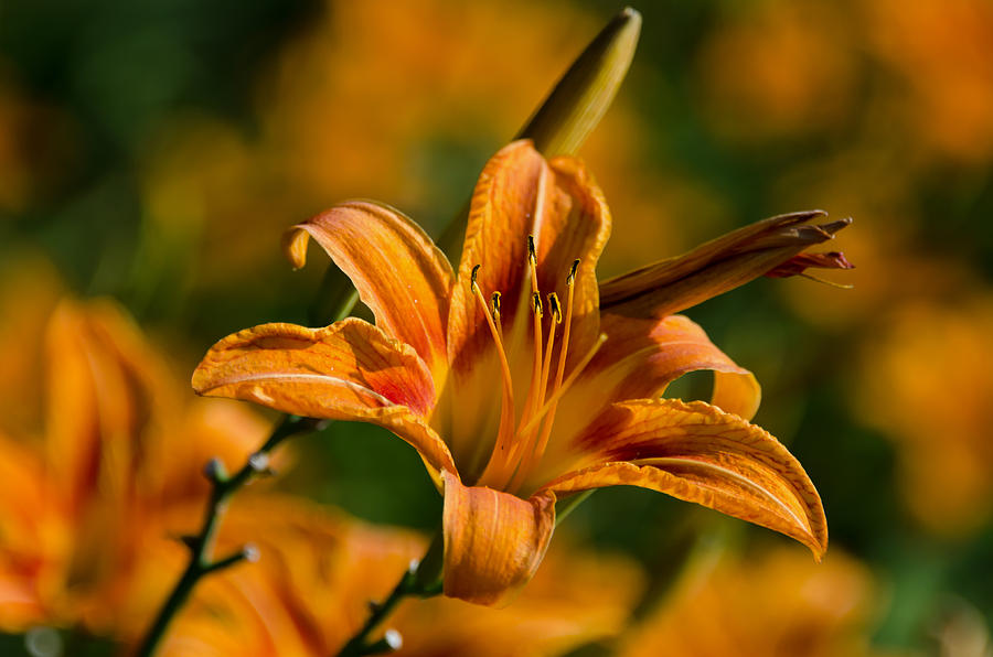 Lily Photograph - From the Lily Garden by Lisa Moore
