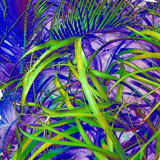 Abstract Photograph - Fronds #abstract #android by Marianne Dow