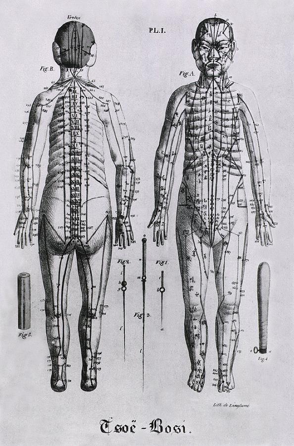 Front And Back Views Of A Human Figure Photograph by Everett