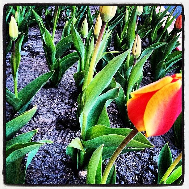 Spring Photograph - Front Porch Tulips @ Starchild. #spring by Jonelle Dansie