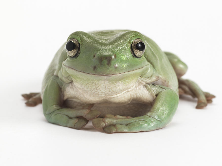 Front View Studio Shot Of A Smiling, Whites Tree Frog Photograph by ...