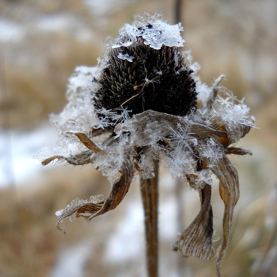 Frost and Snow on Dead Daisy Photograph by Kent Lorentzen