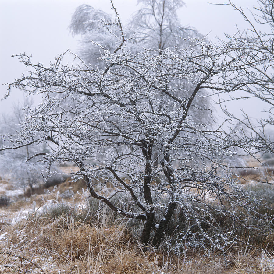 Frost covered tree in the moor Photograph by Ulrich Kunst And Bettina Scheidulin