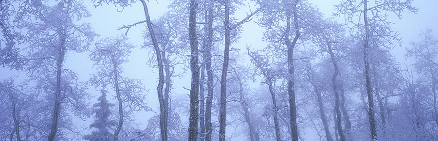 Frost Covered Trees In Fog, Alaska Photograph by David Nunuk
