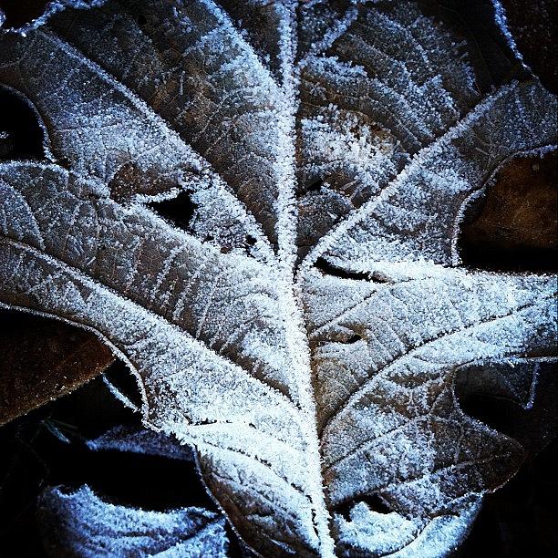 Nature Photograph - Frost by Derek M